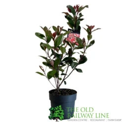 Photinia Fraseri 'Carré Rouge' 2Ltr Pot (NL) 7 Photinia Fraseri 'Carré Rouge' 2Ltr Pot (NL) -The Old Railway Line 0000000398517