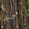 Fargesia Nitida 'Black Pearl' Bamboo 7.5Ltr Pot 1 Fargesia Nitida 'Black Pearl' Bamboo 7.5Ltr Pot -The Old Railway Line 0000000415237 c0054745 b8d7 4e34 9b62 e2b510df509a
