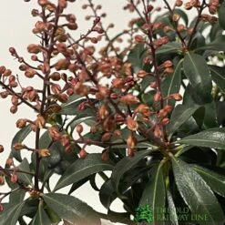 Pieris 'Bonfire' Plant 2Ltr Pot -The Old Railway Line 00001641 2