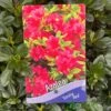 Azalea 'Geisha Red' Plant 3Ltr Pot (NL) -The Old Railway Line 00001652