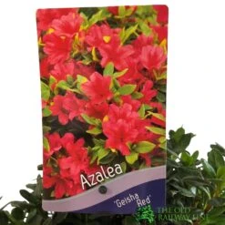 Azalea 'Geisha Red' Plant 3Ltr Pot (NL) 7 Azalea 'Geisha Red' Plant 3Ltr Pot (NL) -The Old Railway Line 00001652 2