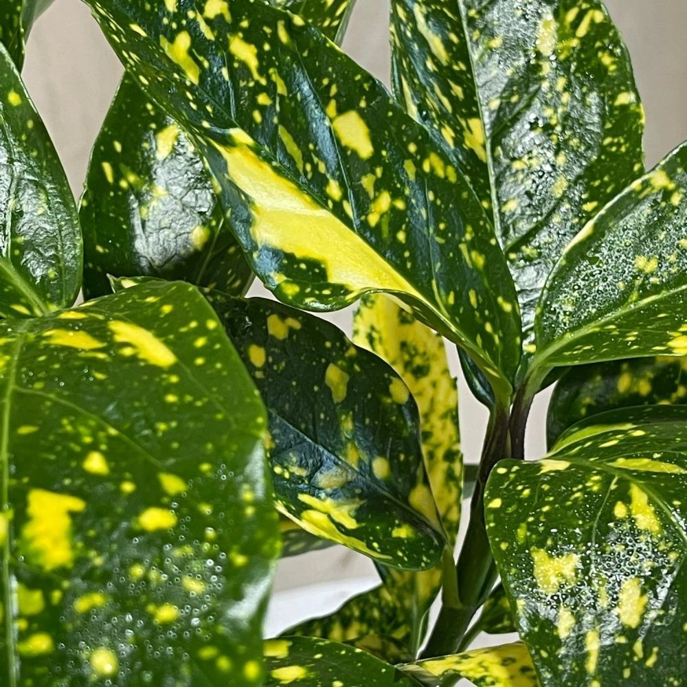 Aucuba Japonica 'Golden King' 2Ltr Pot (NL) 4 Aucuba Japonica 'Golden King' 2Ltr Pot (NL) - Image 2