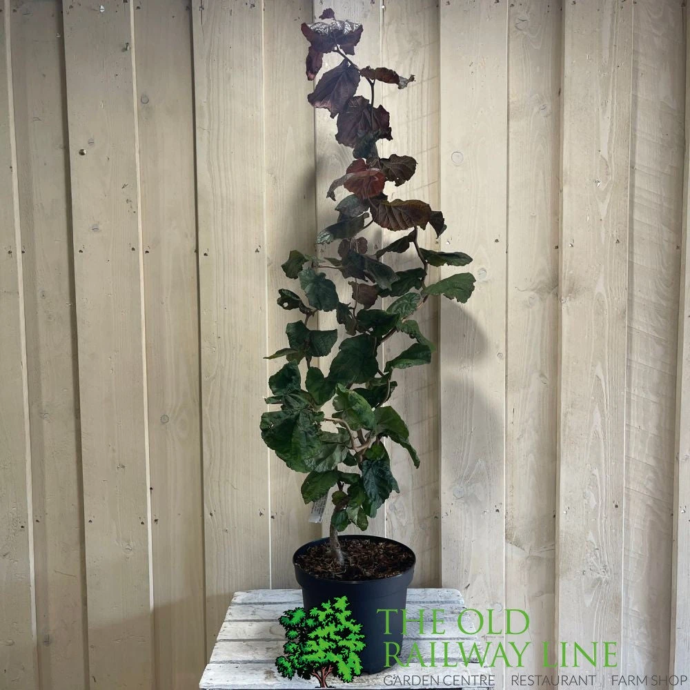 Corylus 'Red Majestic' Hazel Tree 70cm Tall (NL) 5 Corylus 'Red Majestic' Hazel Tree 70cm Tall (NL) - Image 3
