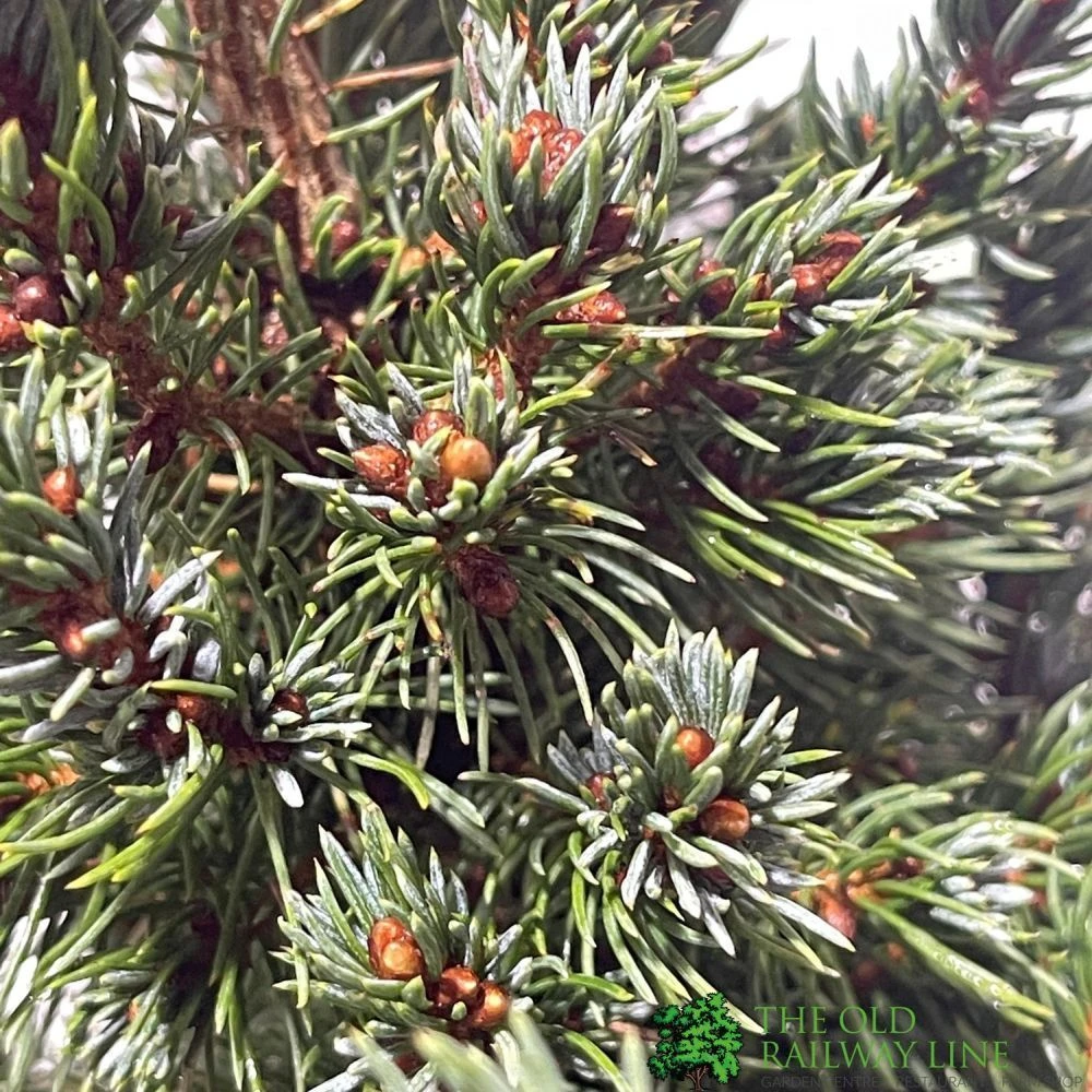 Picea 'Sanders Blue' Spruce Plant 3Ltr Pot (NL) 4 Picea 'Sanders Blue' Spruce Plant 3Ltr Pot (NL) - Image 2