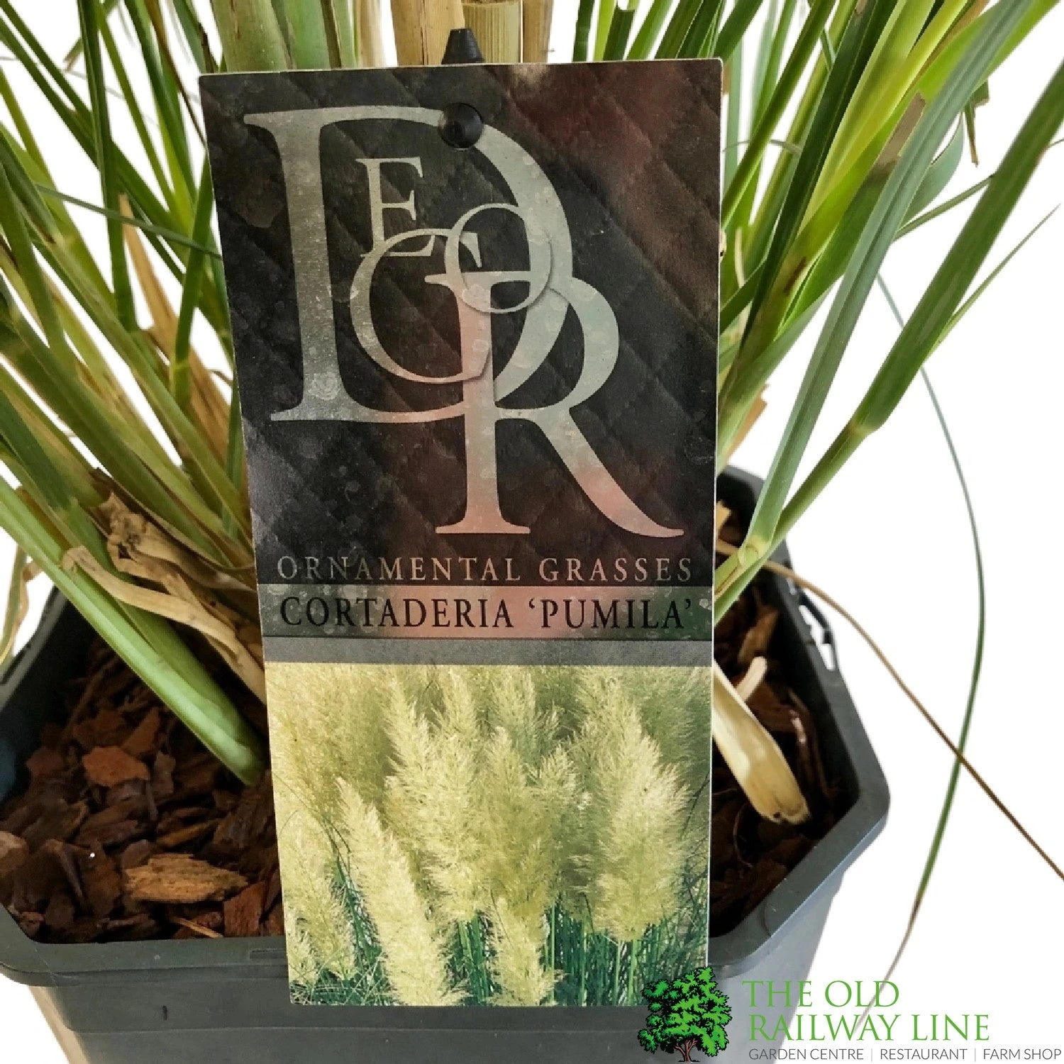 Cortaderia 'Pumila' 5Ltr Pot (NL) 4 Cortaderia 'Pumila' 5Ltr Pot (NL) - Image 2