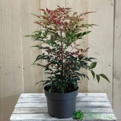 Nandina Domestica 'Obsessed' 2Ltr Pot (NL) 7 Nandina Domestica 'Obsessed' 2Ltr Pot (NL) -The Old Railway Line 30002508 2