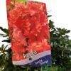Azalea 'Geisha Orange' 3Ltr Pot (NL) 1 Azalea 'Geisha Orange' 3Ltr Pot (NL) -The Old Railway Line 30008869 2