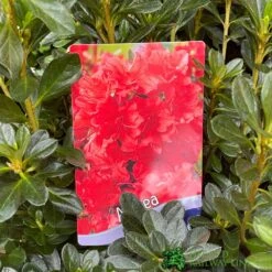 Azalea 'Geisha Orange' 3Ltr Pot (NL) 7 Azalea 'Geisha Orange' 3Ltr Pot (NL) -The Old Railway Line 30008869 5b9b6a4d 2eef 4de9 a7d5 74d146507ae8