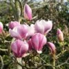 Magnolia 'Satisfaction' Tree 60cm Tall (NL) -The Old Railway Line 30136615 f509ee7f e033 4d18 b271 4c36c177245f