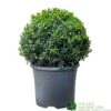 Buxus Ball 30cm Diameter Box Topiary Plant 7.5Ltr Pot 2 Buxus Ball 30cm Diameter Box Topiary Plant 7.5Ltr Pot -The Old Railway Line 30167099