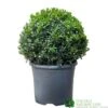 Buxus Ball Topiary Plant 22cm Pot 2 Buxus Ball Topiary Plant 22cm Pot -The Old Railway Line 30167099 b7f09a39 ec25 4308 938a da09aa4eb021