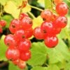Redcurrant 'Jonkheer Van Tet' Fan Trellis 4Ltr Pot 2 Redcurrant 'Jonkheer Van Tet' Fan Trellis 4Ltr Pot -The Old Railway Line 30196471