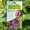 Grape 'Chasselas Rose' 3Ltr Pot 1 Grape 'Chasselas Rose' 3Ltr Pot -The Old Railway Line 30198712
