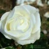 Whartons 'Silver Anniversary' Hybrid Tea White Rose Plant 3Ltr Pot 2 Whartons 'Silver Anniversary' Hybrid Tea White Rose Plant 3Ltr Pot -The Old Railway Line 5011622202081