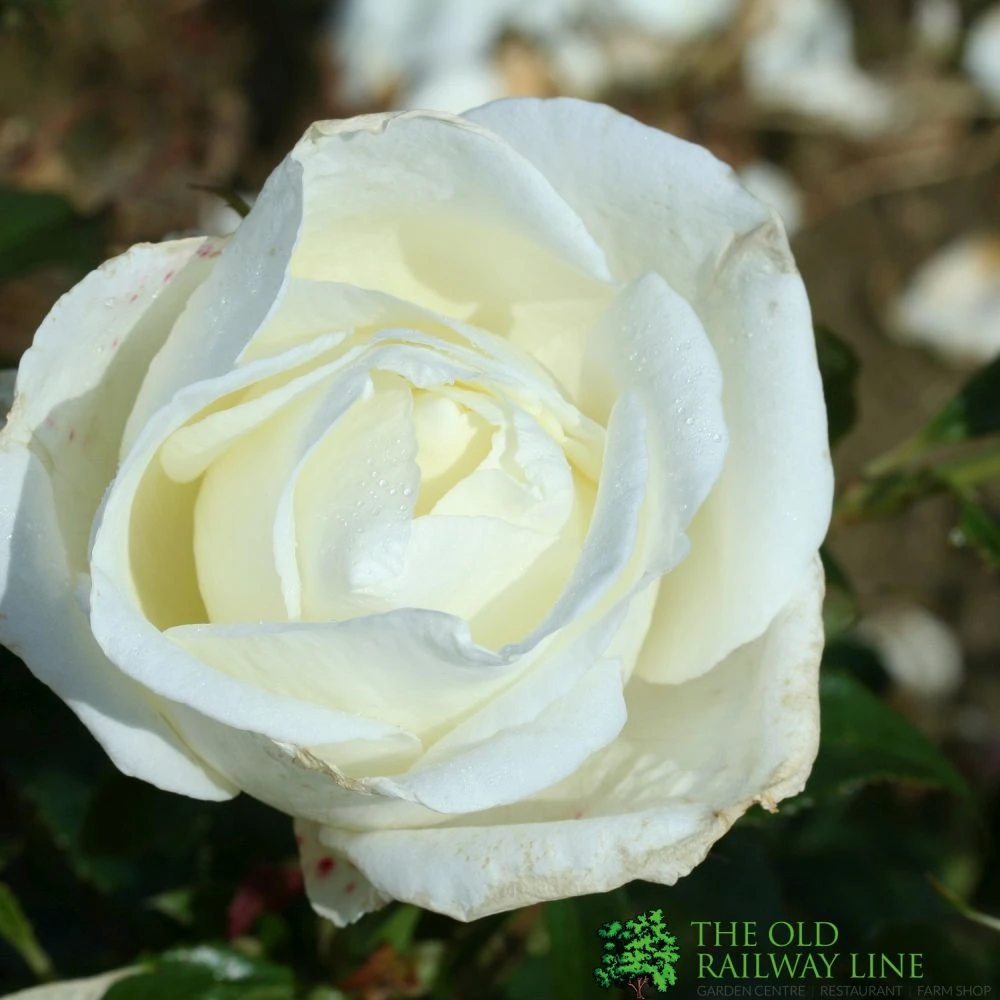 Whartons 'Silver Anniversary' Hybrid Tea White Rose Plant 3Ltr Pot 3 Whartons 'Silver Anniversary' Hybrid Tea White Rose Plant 3Ltr Pot