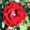 Whartons 'Dublin Bay' Climbing Rose Plant 4Ltr 1 Whartons 'Dublin Bay' Climbing Rose Plant 4Ltr -The Old Railway Line 5011622202265