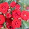 Red Patio Rose 'Scarlet' 3Ltr Pot 2 Red Patio Rose 'Scarlet' 3Ltr Pot -The Old Railway Line 5011622202876