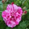 Rosa Gallica 'Versicolor' Rose 4Ltr Pot 1 Rosa Gallica 'Versicolor' Rose 4Ltr Pot -The Old Railway Line 5011622203590