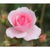 Pink Shrub Rose 'Bonica' 4Ltr Pot 2 Pink Shrub Rose 'Bonica' 4Ltr Pot -The Old Railway Line 5011622203828