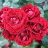 Red Patio Rose 'Sweet Wishes' 3Ltr Pot 2 Red Patio Rose 'Sweet Wishes' 3Ltr Pot -The Old Railway Line 5011622209240
