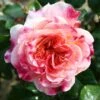 Pink Patio Rose 'Designer Sunset' 3Ltr 1 Pink Patio Rose 'Designer Sunset' 3Ltr -The Old Railway Line 5011622209950 b4ec2bc5 23f6 41e1 9de7 2c32df102035