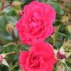 Whartons 'Ruby' Carpet Rose Plant 3Ltr -The Old Railway Line 5011622210260