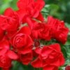 Flower Carpet Scarlet Rose 3 Ltr 2 Flower Carpet Scarlet Rose 3 Ltr -The Old Railway Line 5011622210482