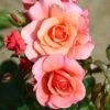 Whartons 'Summer Beauty' Floribunda Peach Bush Rose Plant 3Ltr Pot 2 Whartons 'Summer Beauty' Floribunda Peach Bush Rose Plant 3Ltr Pot -The Old Railway Line 5011622212134