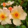 Apricot Climbing Rose 'Keith Maughan' 4Ltr Pot -The Old Railway Line 5011622212493