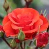 Whartons 'Precious Love' Standard Red Rose Plant 7.5Ltr Pot 1 Whartons 'Precious Love' Standard Red Rose Plant 7.5Ltr Pot -The Old Railway Line 5011622214442