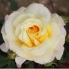 Cream Hybrid Tea Rose 'Sunny Sky' 3Ltr Pot -The Old Railway Line 5011622214732