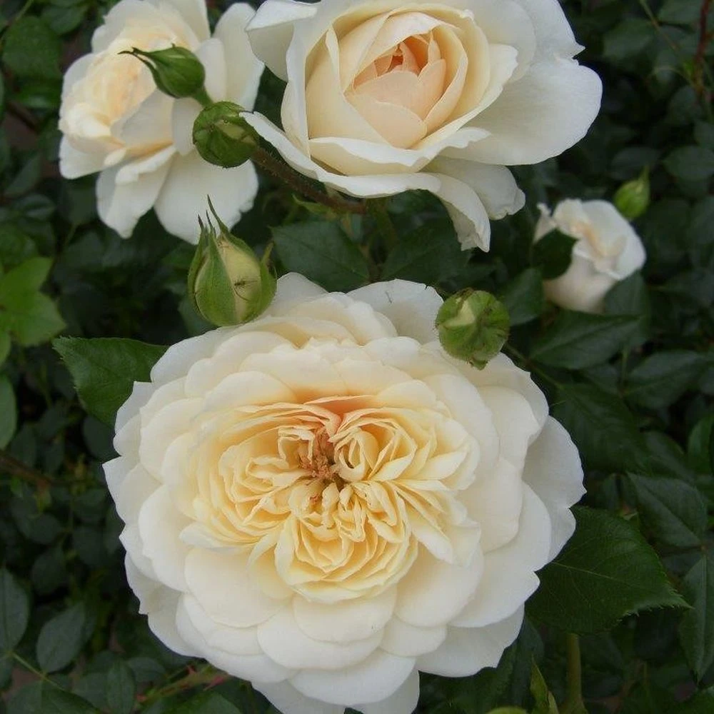 Cream Shrub Rose 'Queens Jubilee' 4Ltr Pot 3 Cream Shrub Rose 'Queens Jubilee' 4Ltr Pot