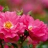 Whartons 'Flower Carpet Pink' Climbing Rose 4Ltr Pot 1 Whartons 'Flower Carpet Pink' Climbing Rose 4Ltr Pot -The Old Railway Line 5011622216064