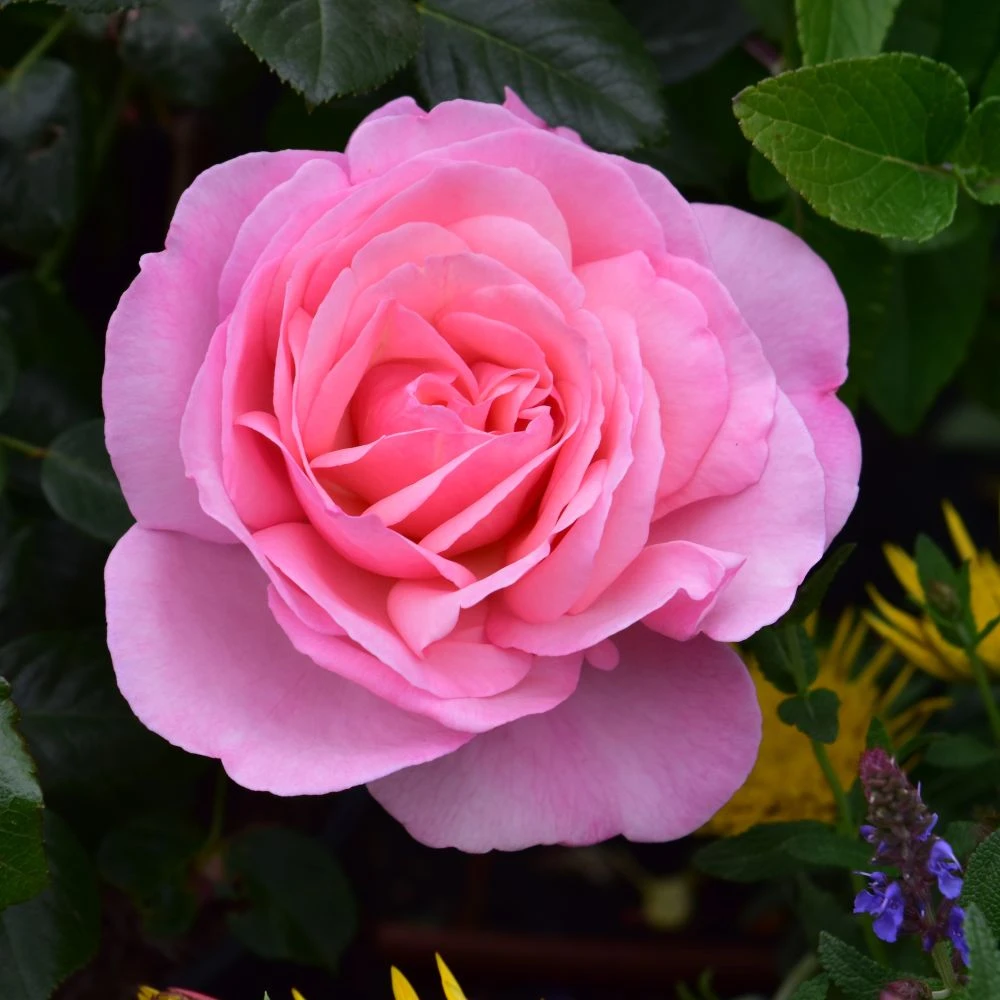 Pink Shrub Rose 'Pearl Of St. Lukes' 4Ltr Pot 3 Pink Shrub Rose 'Pearl Of St. Lukes' 4Ltr Pot