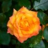 Orange Climbing Rose 'Redova Courtyard' 4Ltr Pot -The Old Railway Line 5011622220214
