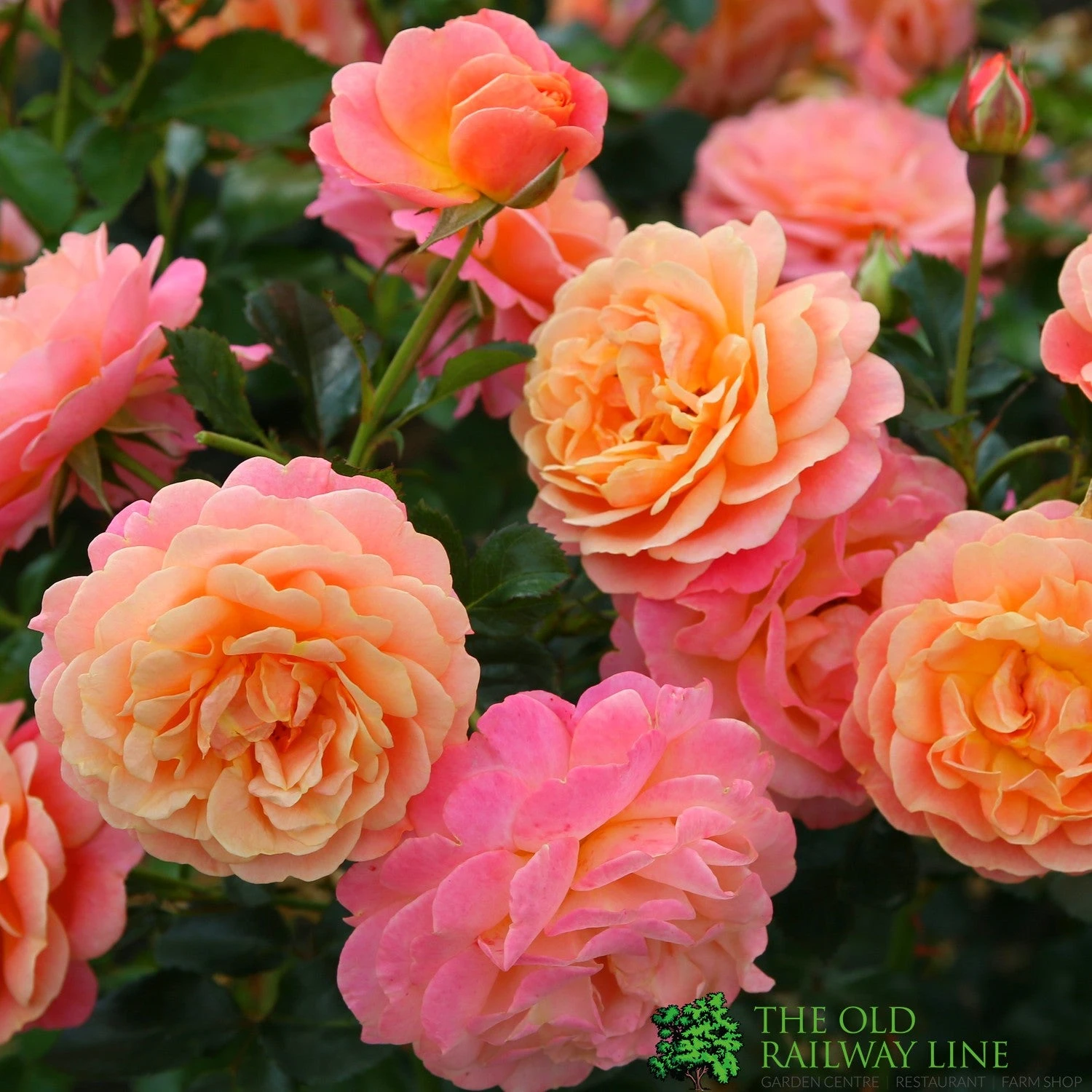 Whartons 'Peach Melba' Peach Climbing Rose 3Ltr Pot 3 Whartons 'Peach Melba' Peach Climbing Rose 3Ltr Pot