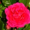 Pink Climbing Rose 'Pasillo Courtyard' 3Ltr Pot -The Old Railway Line 5011622220641