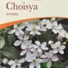 Choisya Ternata Mexican Orange Blossom Plant 3Ltr Pot 2 Choisya Ternata Mexican Orange Blossom Plant 3Ltr Pot -The Old Railway Line 5019756149944