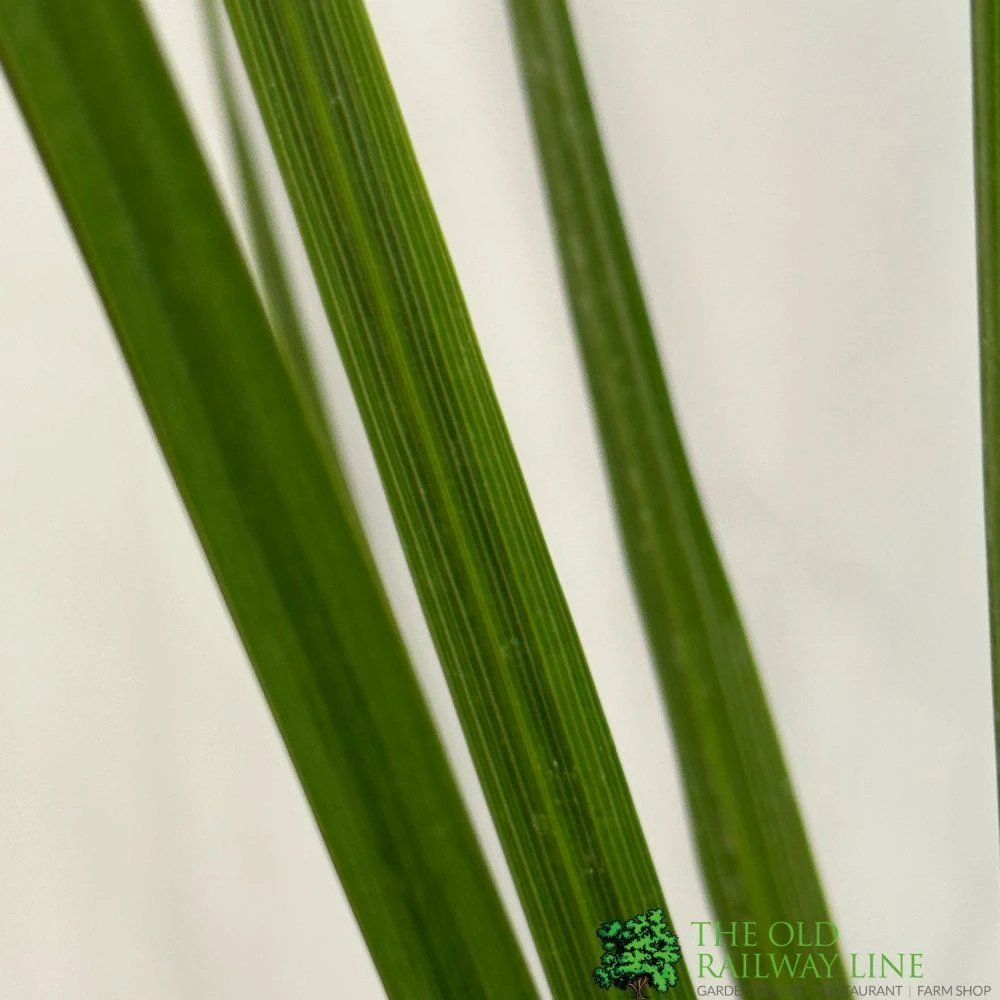 Cordyline Australis 2Ltr Pot 3 Cordyline Australis 2Ltr Pot