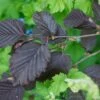 Corylus Maxima 'Purpurea' Filbert Tree 7.5Ltr Pot -The Old Railway Line 5019756158601