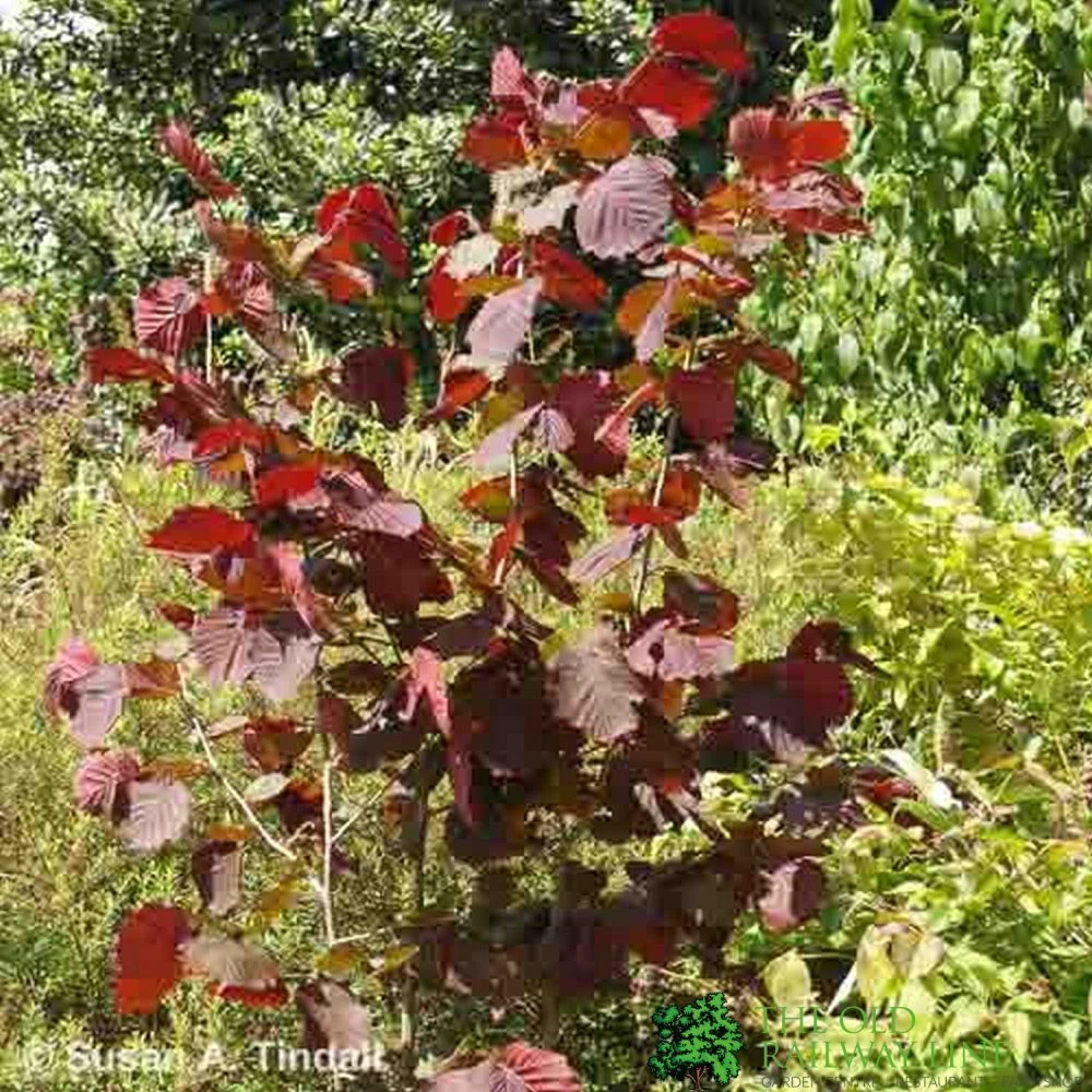 Corylus Maxima 'Purpurea' Filbert Tree 7.5Ltr Pot 4 Corylus Maxima 'Purpurea' Filbert Tree 7.5Ltr Pot - Image 2