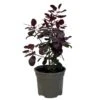 Cotinus 'Royal Purple' Smoke Tree 3 Ltr Pot 1 Cotinus 'Royal Purple' Smoke Tree 3 Ltr Pot -The Old Railway Line 5019756160697