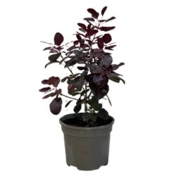 Cotinus 'Royal Purple' Smoke Tree 3 Ltr Pot