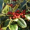 Ilex 'Golden King' Holly Plant 3Ltr Pot -The Old Railway Line 5019756201833