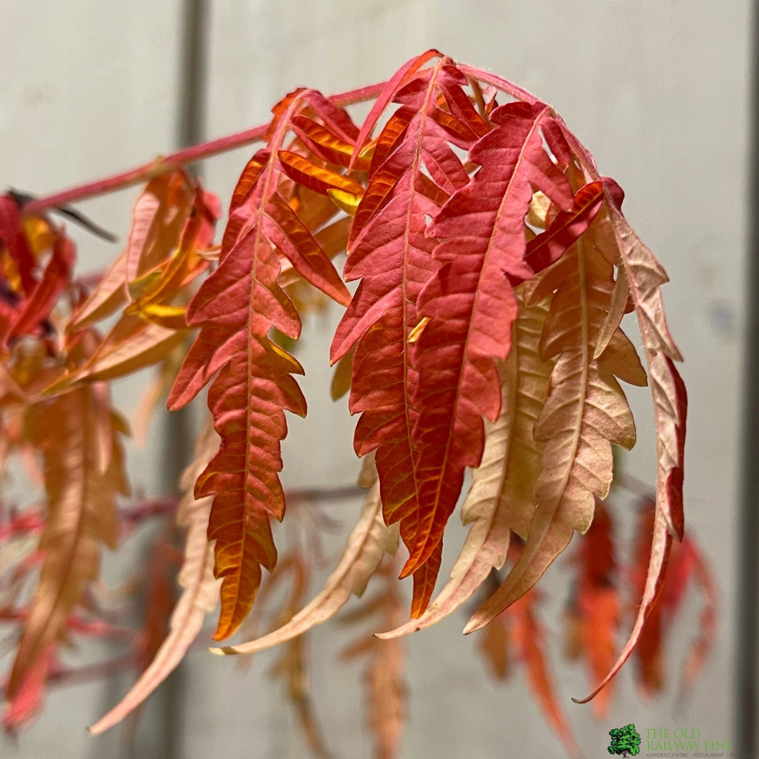 Rhus Typhina 'Tiger Eyes' 3Ltr Pot (NL) 4 Rhus Typhina 'Tiger Eyes' 3Ltr Pot (NL) - Image 2