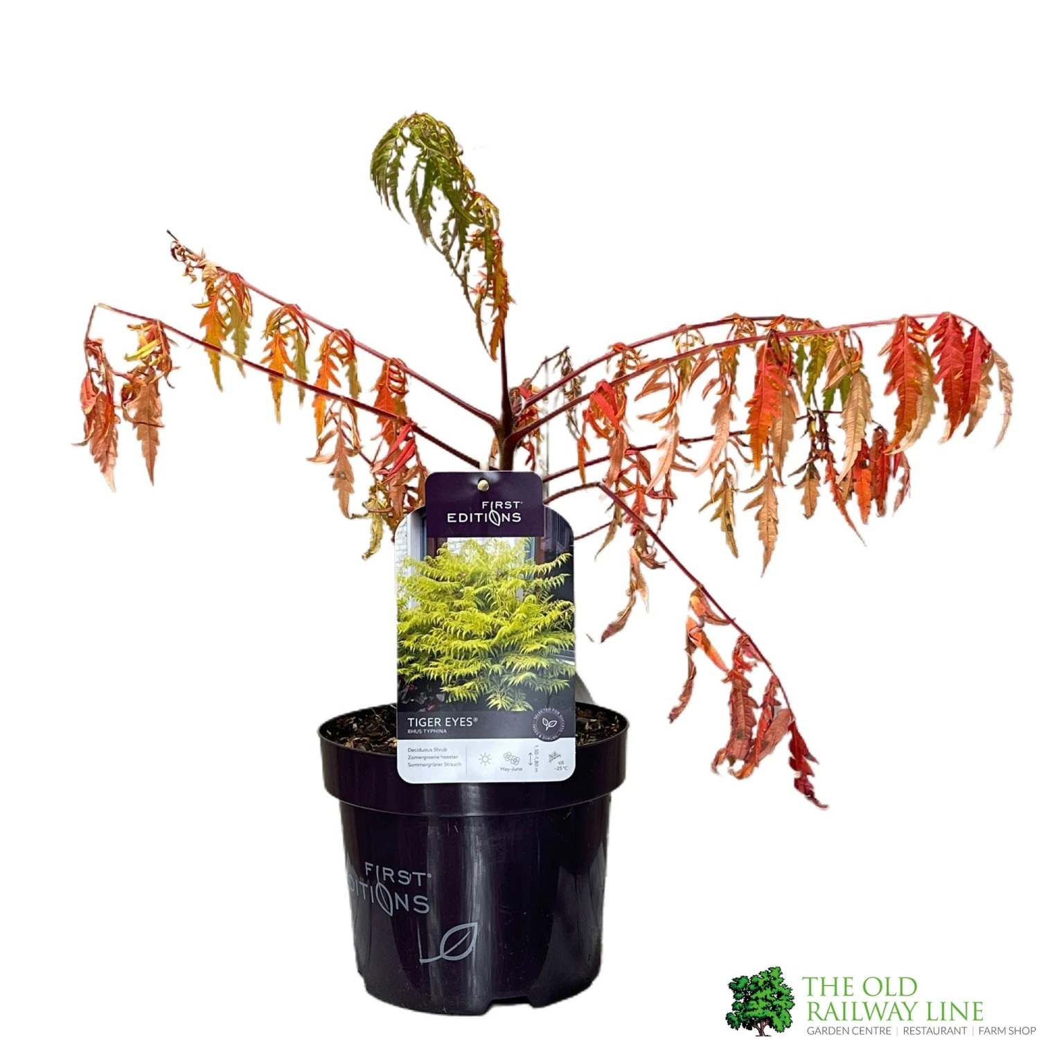 Rhus Typhina 'Tiger Eyes' 3Ltr Pot (NL) 3 Rhus Typhina 'Tiger Eyes' 3Ltr Pot (NL)