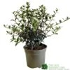 Osmanthus Burkwoodii Plant 3Ltr Pot -The Old Railway Line 5019756617351 2