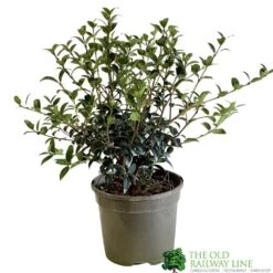 Osmanthus Burkwoodii Plant 3Ltr Pot