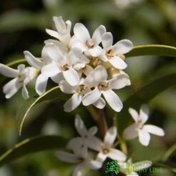 Osmanthus Burkwoodii Plant 3Ltr Pot 5 Osmanthus Burkwoodii Plant 3Ltr Pot -The Old Railway Line 5019756617351