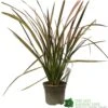 Phormium 'Jester' Flax 3Ltr Pot 2 Phormium 'Jester' Flax 3Ltr Pot -The Old Railway Line 5019756670905